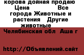 корова дойная продаю › Цена ­ 100 000 - Все города Животные и растения » Другие животные   . Челябинская обл.,Аша г.